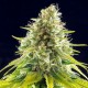 Насіння марихуани Mataro Blue fem. Kannabia