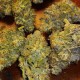 Насіння марихуани Mataro Blue fem. Kannabia