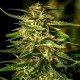 Семена марихуаны Pineapple Dream fem. Kannabia
