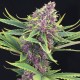 Семена марихуаны Purple Kush fem. Kannabia