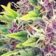 Семена марихуаны Purple Kush fem. Kannabia