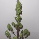 Семена марихуаны Purple Kush fem. Kannabia