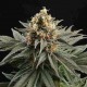 Семена марихуаны Sativa Dream fem. Kannabia