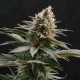 Семена марихуаны Sativa Dream fem. Kannabia