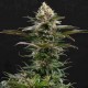 Семена марихуаны Sativa Dream fem. Kannabia