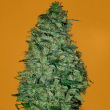 California Dream feminised (Mandala Seeds)