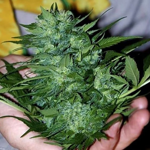 Семена марихуаны California Dream fem. Mandala Seeds