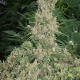 Насіння марихуани Far Out fem. Mandala Seeds