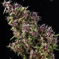 Purple Paro Valley feminised (Mandala Seeds)