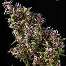 Purple Paro Valley feminised (Mandala Seeds)