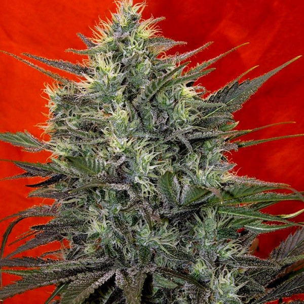 Насіння марихуани Satori fem. Mandala Seeds