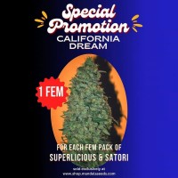 Satori feminised (Mandala Seeds)