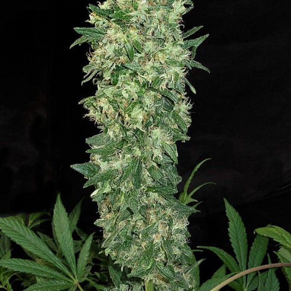 Насіння марихуани Satori fem. Mandala Seeds