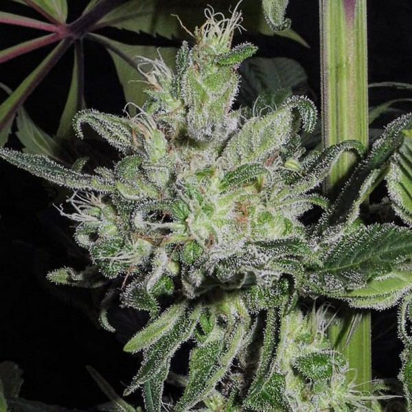 Насіння марихуани Satori fem. Mandala Seeds