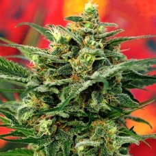 8 Miles High regular (Mandala Seeds)