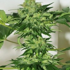 Beyond the Brain regular (Mandala Seeds)