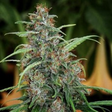 Fast N Glorious regular (Mandala Seeds)