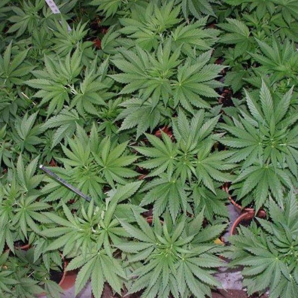 Насіння марихуани Fast N Glorious reg. Mandala Seeds