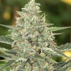 Flashberry regular (Mandala Seeds)