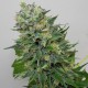 Насіння марихуани Flashberry reg. Mandala Seeds