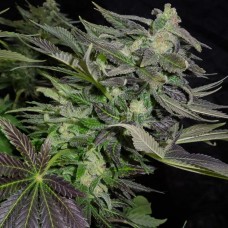Ganesh Berry regular (Mandala Seeds)