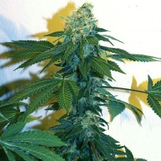 Ganesh regular (Mandala Seeds)
