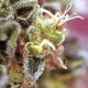 Насіння марихуани Hashberry reg. Mandala Seeds