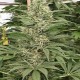 Насіння марихуани Krystalica reg. Mandala Seeds