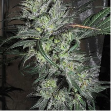 Lazy Hippie regular (Mandala Seeds)