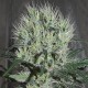 Насіння марихуани Lazy Hippie reg. Mandala Seeds