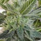 Насіння марихуани Lazy Hippie reg. Mandala Seeds