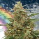 Насіння марихуани Mandala #1 reg. Mandala Seeds