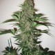 Насіння марихуани Mandala #1 reg. Mandala Seeds