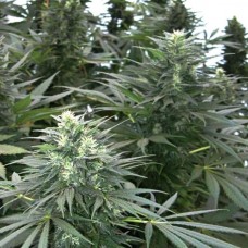 Safari Mix regular (Mandala Seeds)