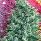 Насіння марихуани Satori reg. Mandala Seeds