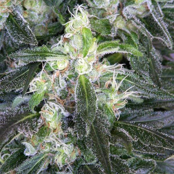 Насіння марихуани Satori reg. Mandala Seeds