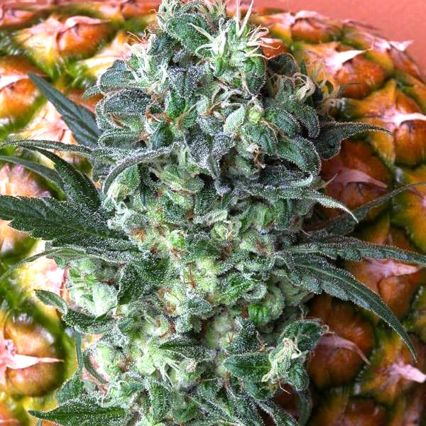 Насіння марихуани Satori reg. Mandala Seeds