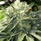 Насіння марихуани Satori reg. Mandala Seeds