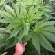 Насіння марихуани Satori reg. Mandala Seeds