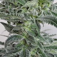 Satori x Mountain Gold regular (Mandala Seeds)