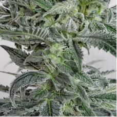 Satori x Mountain Gold regular (Mandala Seeds)