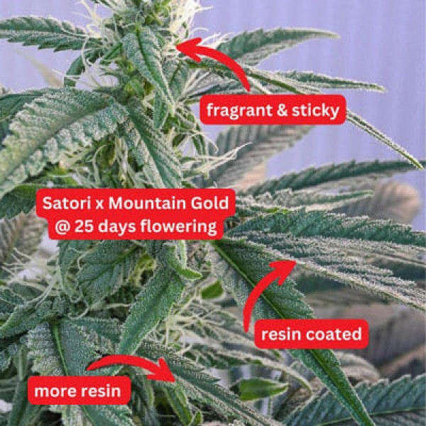 Насіння марихуани Satori x Mountain Gold reg. Mandala Seeds