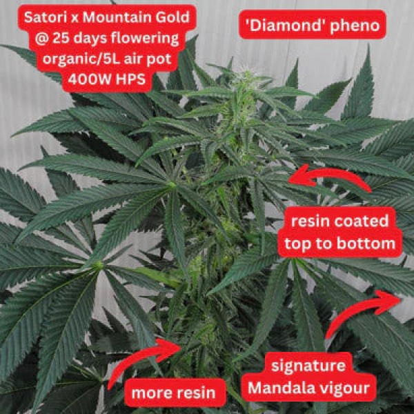 Насіння марихуани Satori x Mountain Gold reg. Mandala Seeds