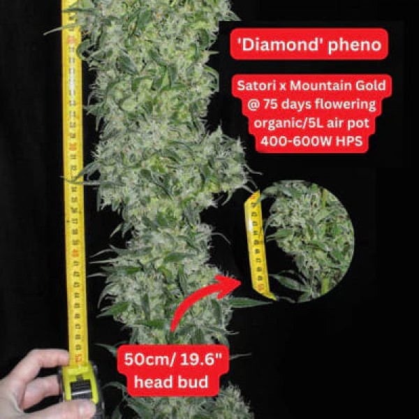 Насіння марихуани Satori x Mountain Gold reg. Mandala Seeds