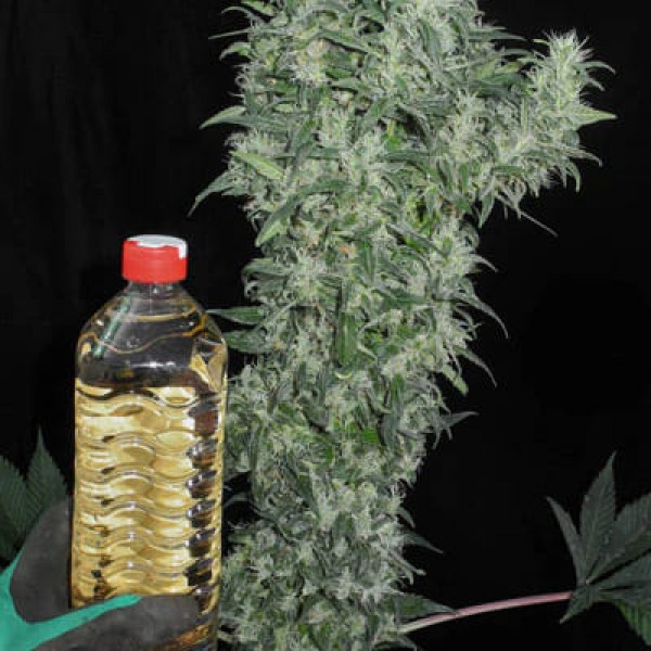 Насіння марихуани Satori x Mountain Gold reg. Mandala Seeds