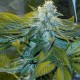 Насіння марихуани Speed Queen reg. Mandala Seeds