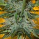 Насіння марихуани Speed Queen reg. Mandala Seeds