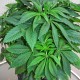 Насіння марихуани Speed Queen reg. Mandala Seeds