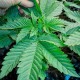 Насіння марихуани Speed Queen reg. Mandala Seeds