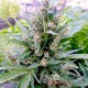 Семена конопли Afghan Kush autofem. XXL Premium Big Size